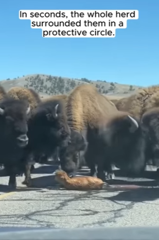 P1004005 Baby Bison Born on the Road in Yellowstone (Part 2)