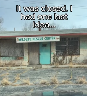 P1004012 Saving a starving wolf (Part 2)