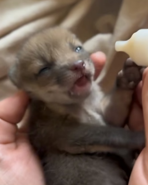 P1004010 This family rescued a fox kit that had lost its mother during a snowstorm (Part 2)