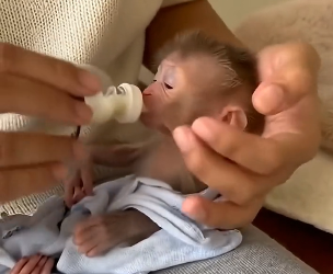 P1004011 Rescued Baby Monkey (Part 2)