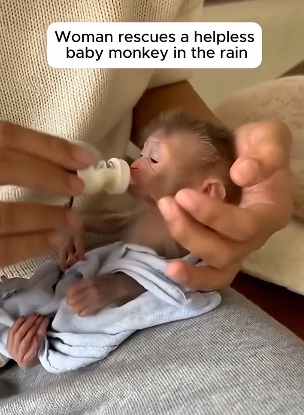 P1004011 Rescued Baby Monkey (Part 2)