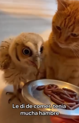 V1004003 Mi Gato Me Sorprendió Con Este Búho (Part 2)