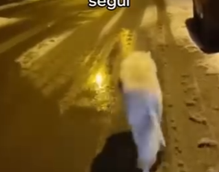 V1004009 Esta Loba Salvó Su Cachorro (Part 2)