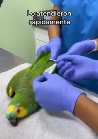 V1004002 Este Loro Se Convirtió En Mi Familia (Part 2)