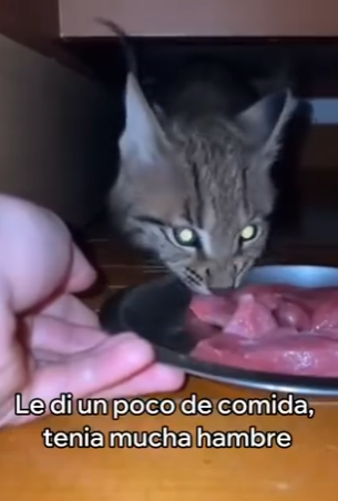 V1004005 Este Lince Se Volvió Mejor Amigo De Mi Gato (Part 2)