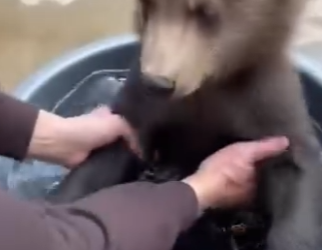 V1004008 Este Oso Se Convirtió En Mi Mascota (Part 2)