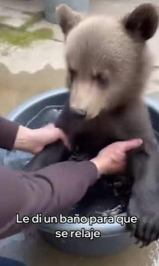 V1004008 Este Oso Se Convirtió En Mi Mascota (Part 2)