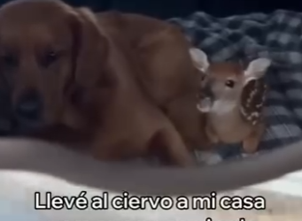 V1004012 Mi Perro Rescató Este Pequeño Ciervo (Part 2)