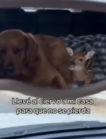 V1004012 Mi Perro Rescató Este Pequeño Ciervo (Part 2)