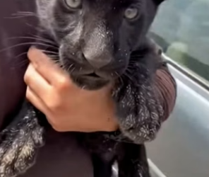 V1004007 Mi Perra Se Convirtió En Madre De Una Pantera (Part 2)