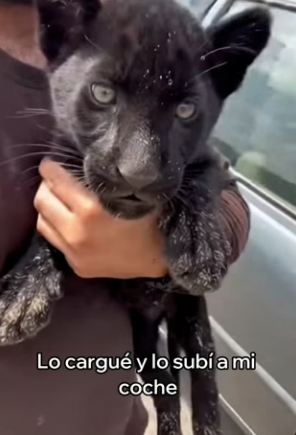 V1004007 Mi Perra Se Convirtió En Madre De Una Pantera (Part 2)