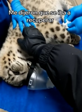 V1004004 Salvé Este Leopardo De Las Nieves Esto Pasó (Part 2)