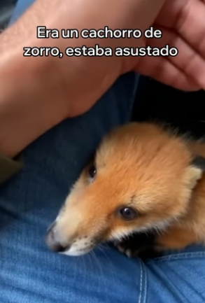 V1004001 Salvé Un Zorro Del Ataque De Un Oso (Part 2)