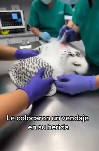 V1004010 Este Búho Entró Por Mi Ventana Esto Pasó (Part 2)