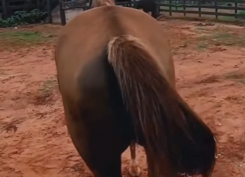 A1004003 This horse has a massive cyst on its hoof. (Part 2)
