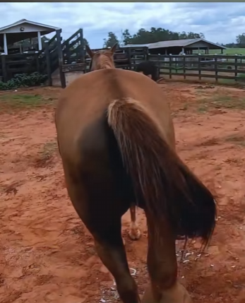 A1004003 This horse has a massive cyst on its hoof. (Part 2)