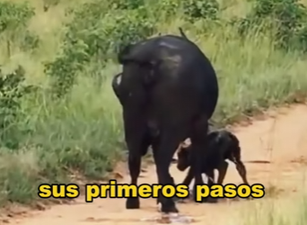 A1004005 Unity of the buffalo herd (Part 2)
