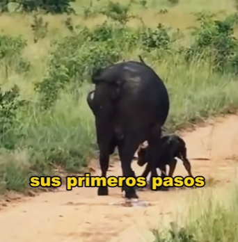 A1004005 Unity of the buffalo herd (Part 2)