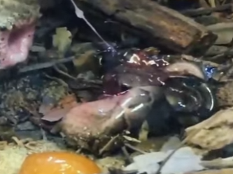 A1004006 Goblin Viper gave birth to pups. (Part 2)
