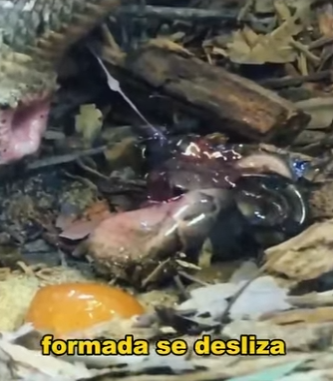 A1004006 Goblin Viper gave birth to pups. (Part 2)