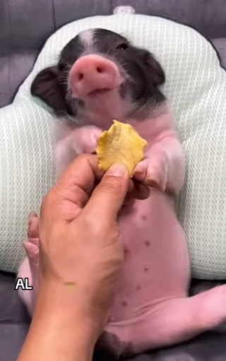 A1004002 These two little pigs are always fighting (Part 2)