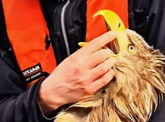 A1004001 The golden eagle father has consistently fulfilled his duties. (Part 2)