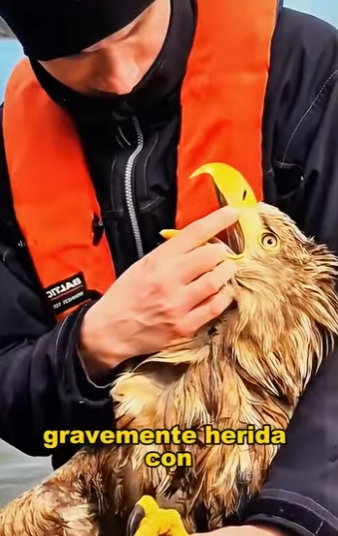 A1004001 The golden eagle father has consistently fulfilled his duties. (Part 2)