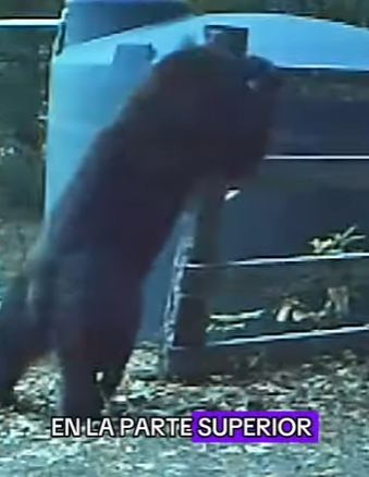 A1004004 Anyone who sees this bear will immediately feel the same way (Part 2)