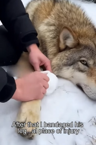 H0904007 Lamine Yamal would stop a match just to save this puppy (Part 2)