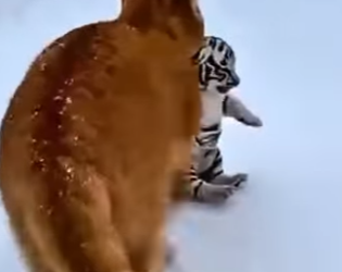 E2903004 kucing (Felis) tahu bahwa kucing (pantera) juga makhluk yang butuh hidup layak kerana pasti ada (Part 2)