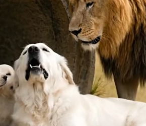 Predator to Protector Lion Saves Puppy (Part 2)