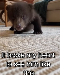 F0603015 Little Bear Will Never Walk Again… But helped Him (Part 2)