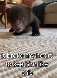 F0603015 Little Bear Will Never Walk Again… But helped Him (Part 2)