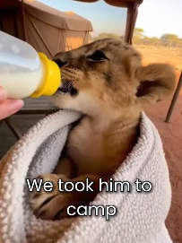 F0603014 Mother Lioness Attacked Her Own Cub… He Was Too Weak to Survire (Part 2)