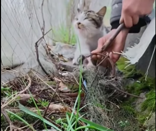 R1204004 El gatito ahora se encuentra en recuperación gracias este val (Part 2)