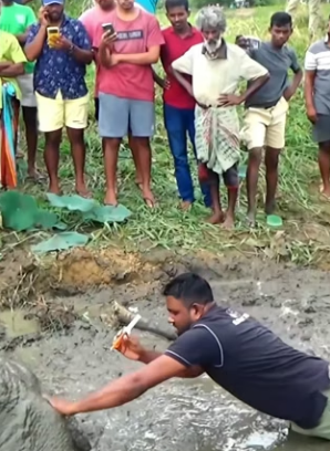 R1204005 elefante bebé atrapado en fango de lodo (Part 2)