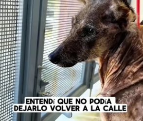 R1204001 very thin stray dog appeared at my door. (Part 2)