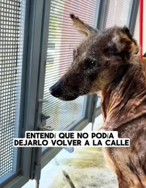 R1204001 very thin stray dog appeared at my door. (Part 2)