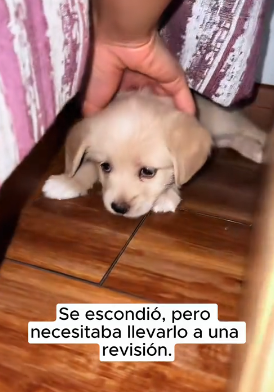 R1204012 Seeing him whimper in fear, decided to adopt him (Part 2)