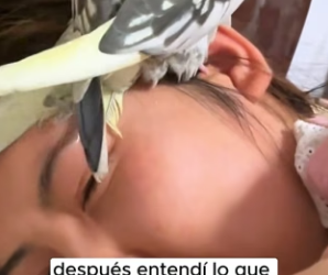 R1204009 When little parrot was underage alone at home (Part 2)