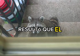 R1204003 little raccoon snuck in stole my cat food (Part 2)