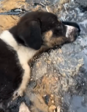 R1204007 se quedaron atrapados en una brea (Part 2)