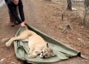 K2703010 This Woman saved a mountain lion from starving (Part 2)