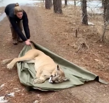K2703010 This Woman saved a mountain lion from starving (Part 2)