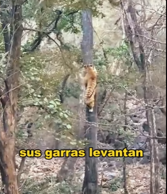 A1104003 Lo dejaron para morir, pero este rescate es el Plan de Dios. ¿Verdad, Anuel (Part 2)