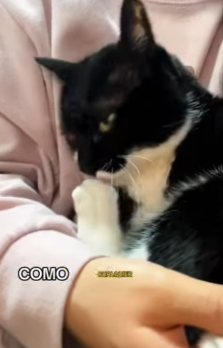 A1104012 El video que haría llorar a Shakira. ¡No podrás creer el final! 💔 (Part 2)