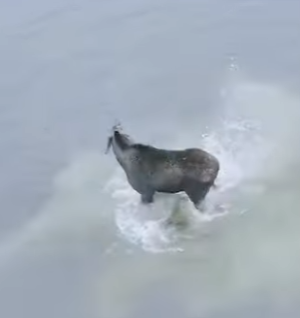 A1104005 ADVERTENCIA Este rescate le rompería el corazón a Rosalía. 😭 (Part 2)