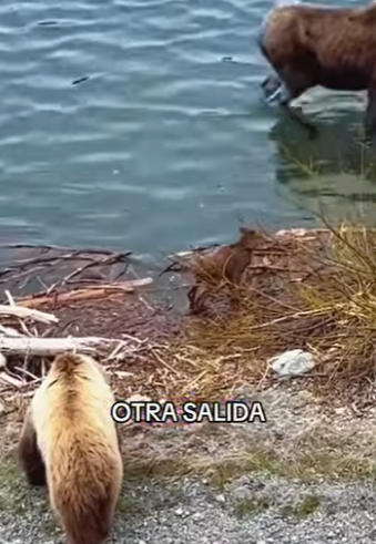 A1104007 ¿Cómo puede alguien ser tan cruel Bad Bunny tiene que ver este milagro. (Part 2)