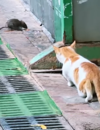 A1104004 Sergio Ramos sabe de valentía, pero este perrito es el verdadero capitán. (Part 2)