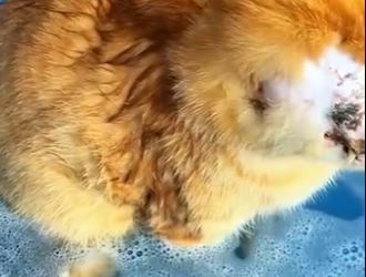 A1104008 Ni siquiera Lionel Messi ha tenido una batalla tan dura como este perrito (Part 2)
